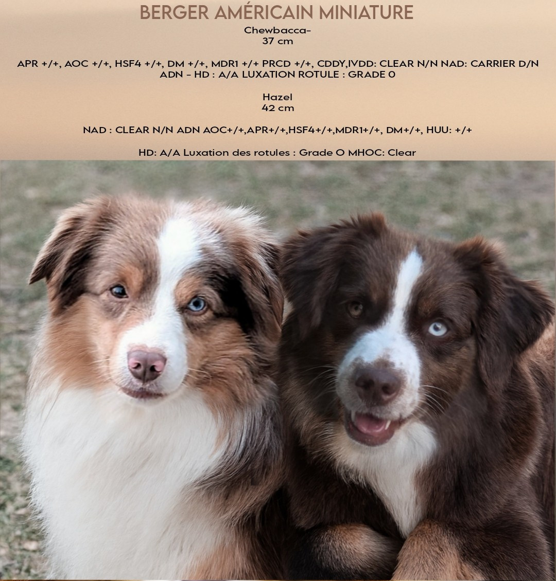 chiots prévus mi -janvier 2026