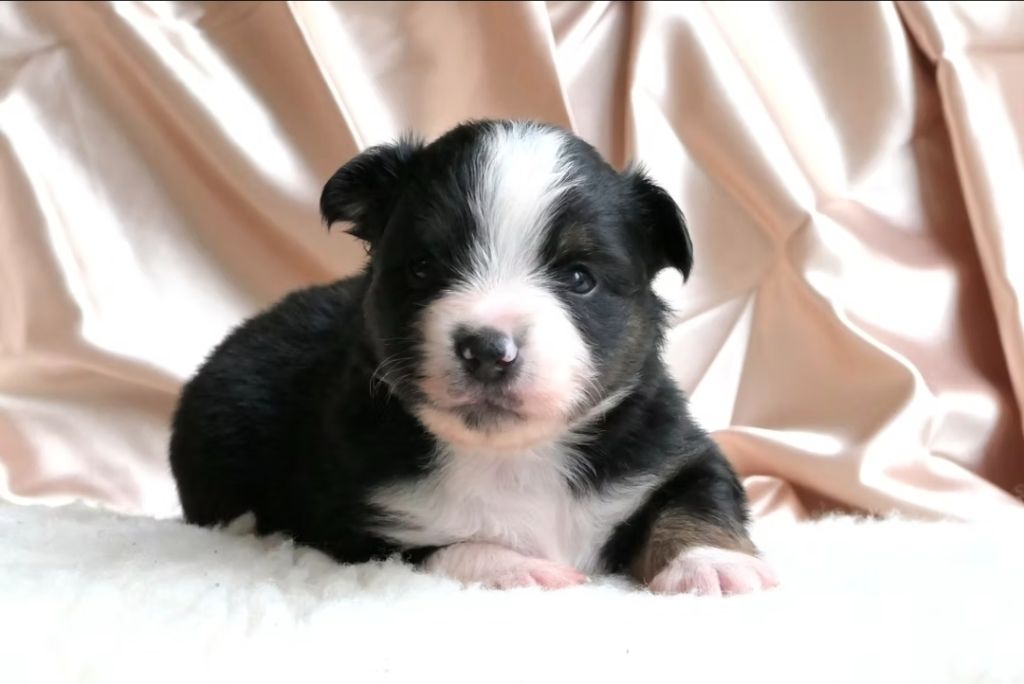 Of Sparkling River - Chiots disponibles - Berger Américain Miniature 