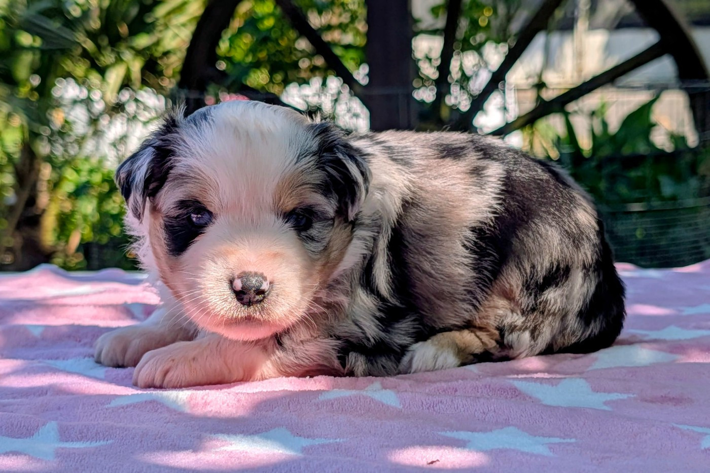 Of Sparkling River - Chiots disponibles - Berger Américain Miniature 