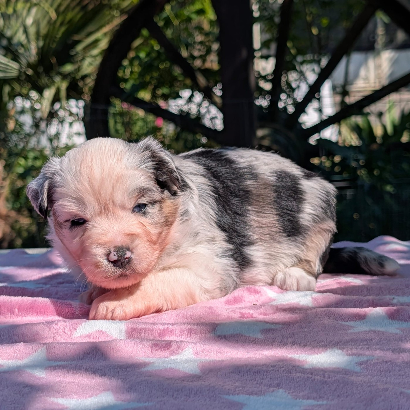 Of Sparkling River - Chiots disponibles - Berger Américain Miniature 