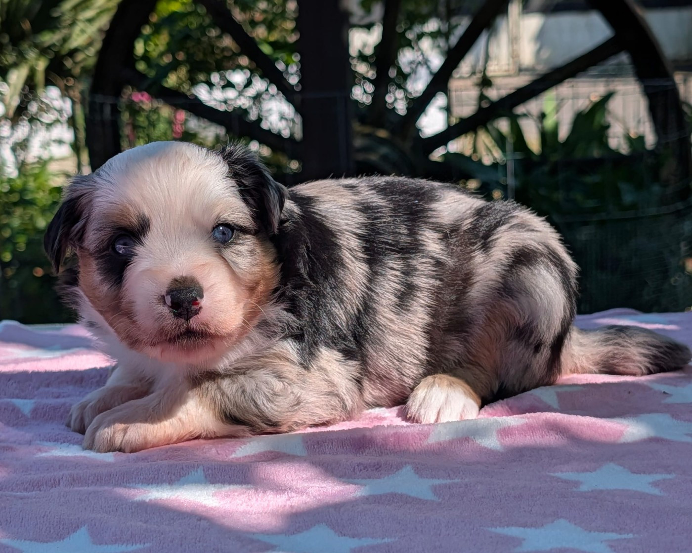 Of Sparkling River - Chiots disponibles - Berger Américain Miniature 