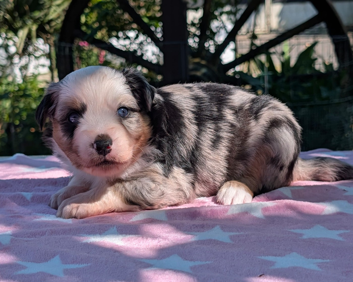 Of Sparkling River - Chiots disponibles - Berger Américain Miniature 