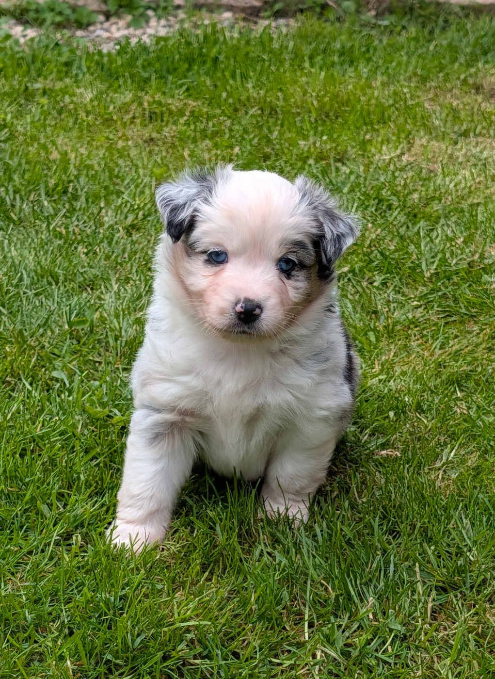 Of Sparkling River - Chiots disponibles - Berger Américain Miniature 