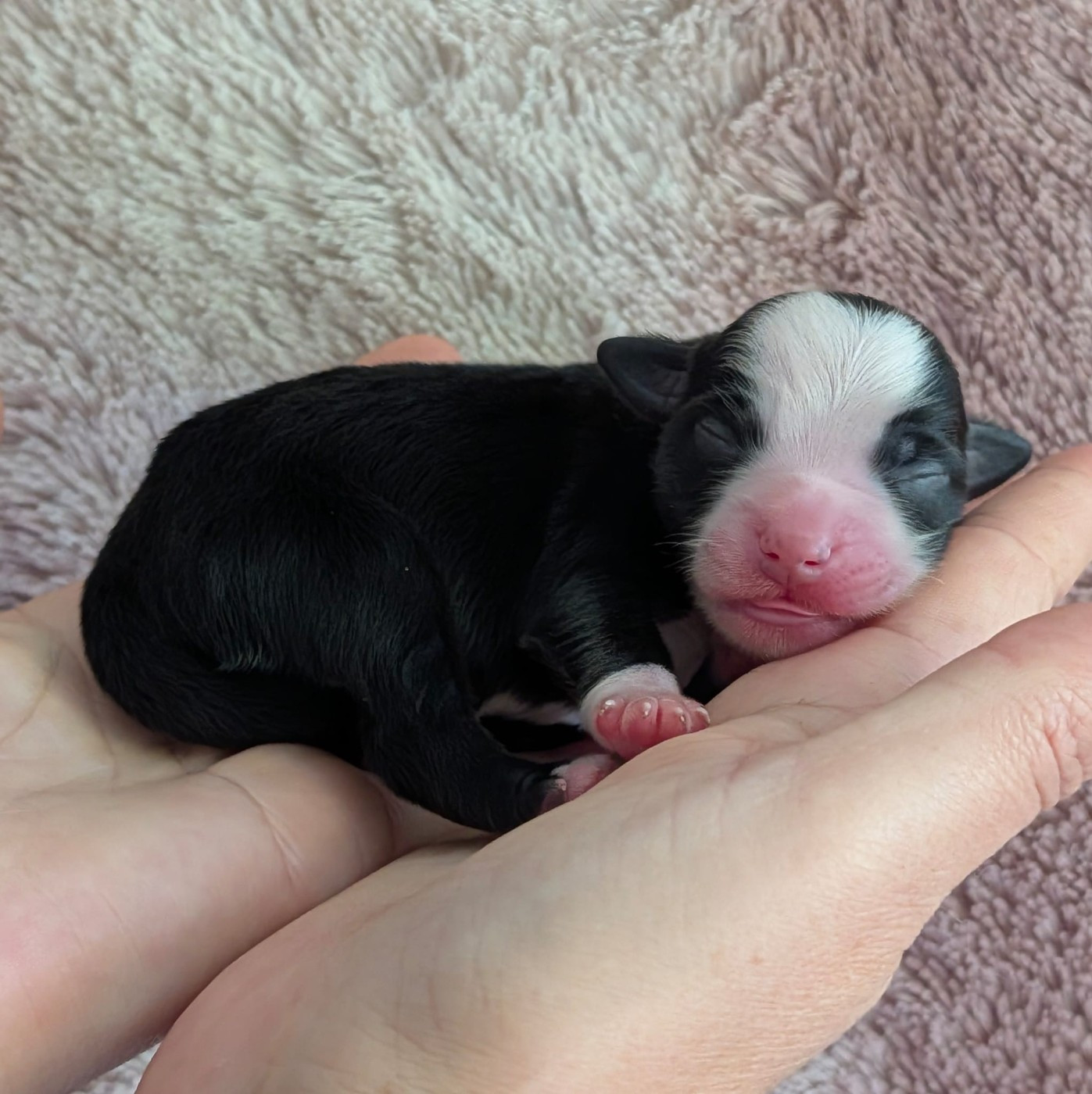 Of Sparkling River - Chiots disponibles - Berger Américain Miniature 