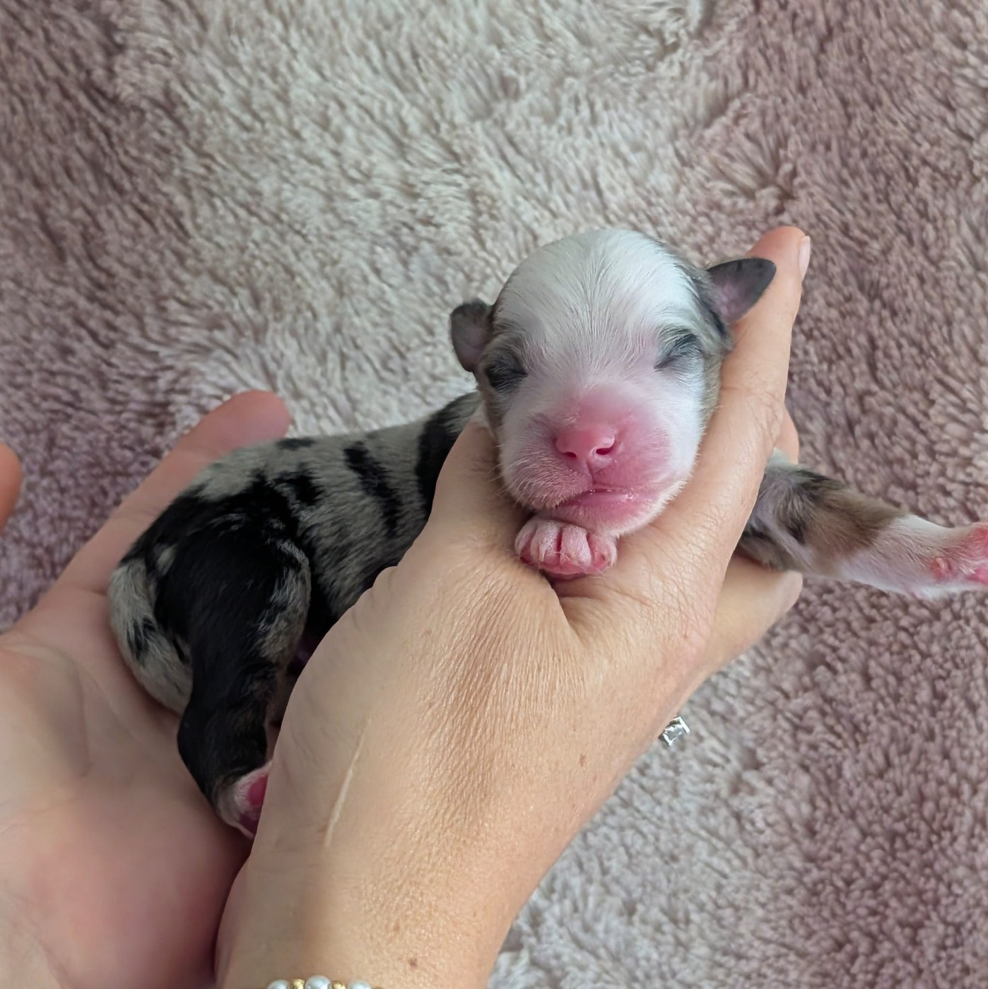 Of Sparkling River - Chiots disponibles - Berger Américain Miniature 