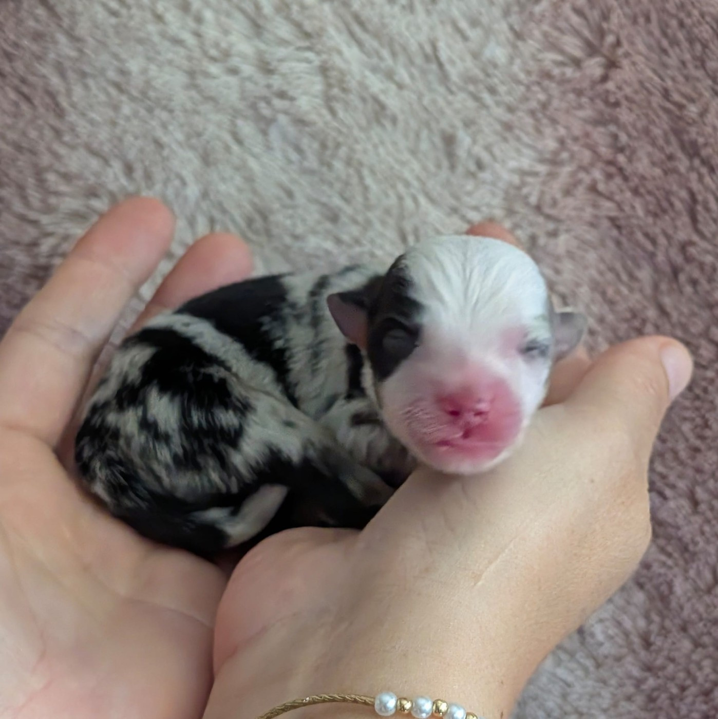 Of Sparkling River - Chiots disponibles - Berger Américain Miniature 