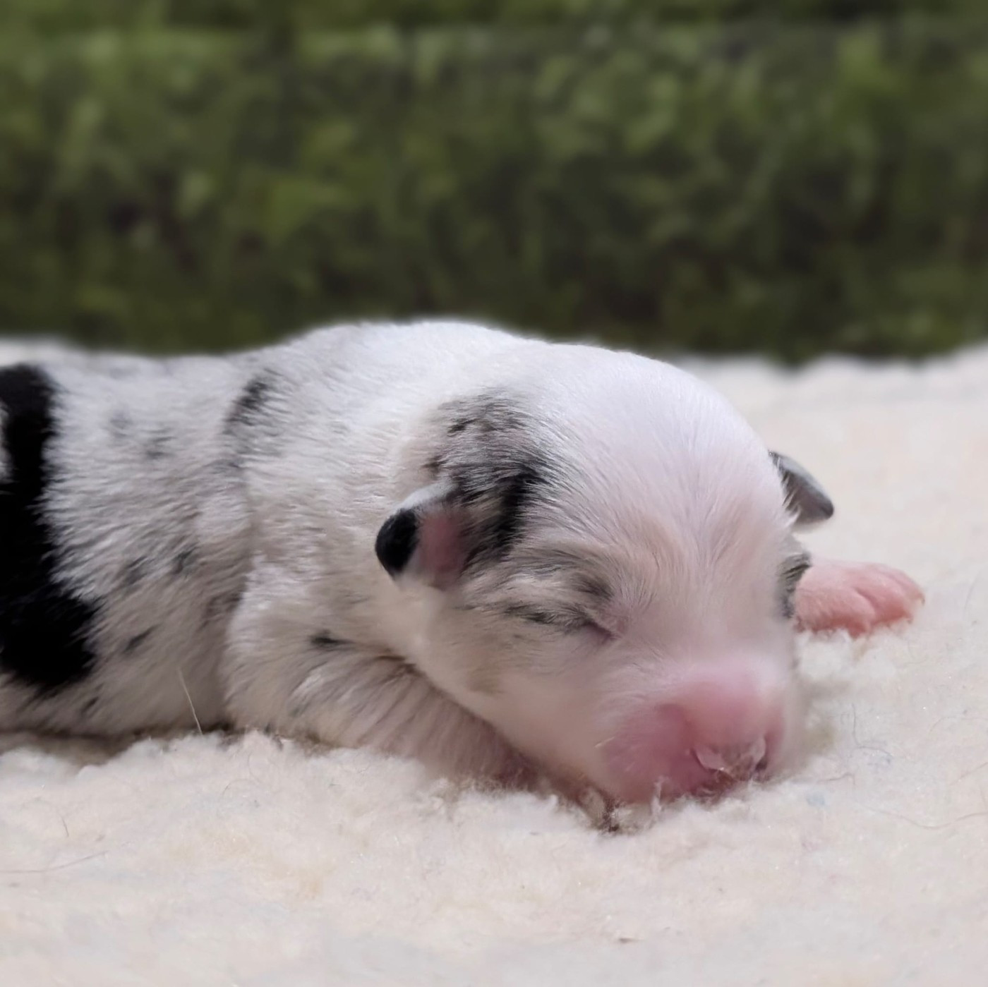 Of Sparkling River - Chiots disponibles - Berger Américain Miniature 