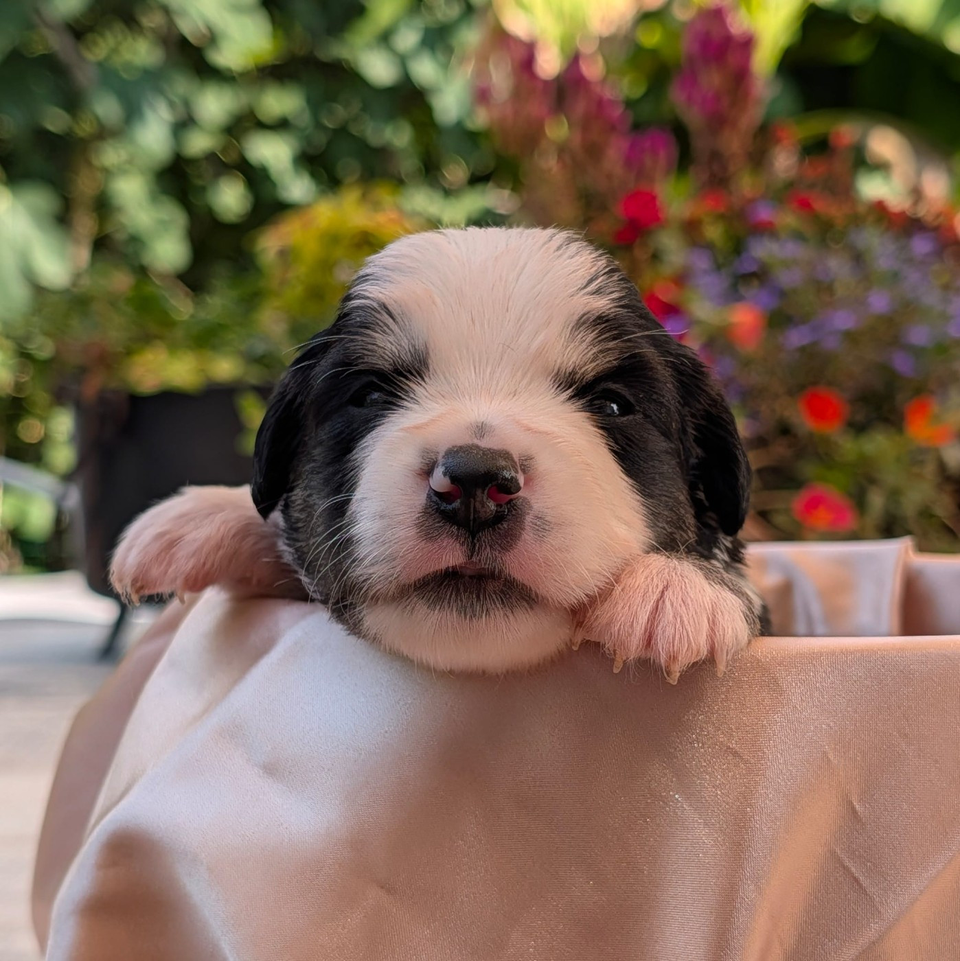 Of Sparkling River - Chiots disponibles - Berger Américain Miniature 
