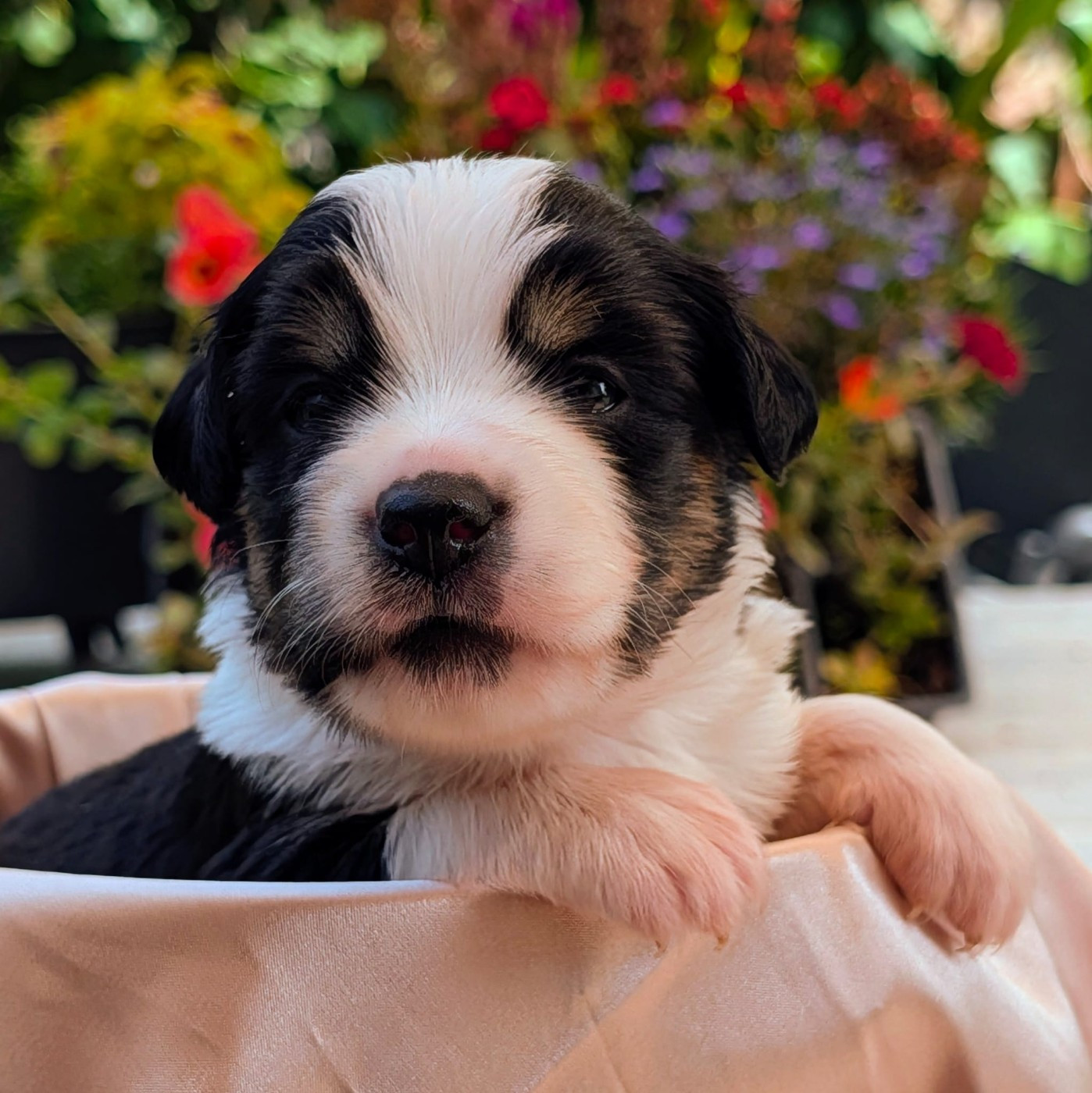 Of Sparkling River - Chiots disponibles - Berger Américain Miniature 