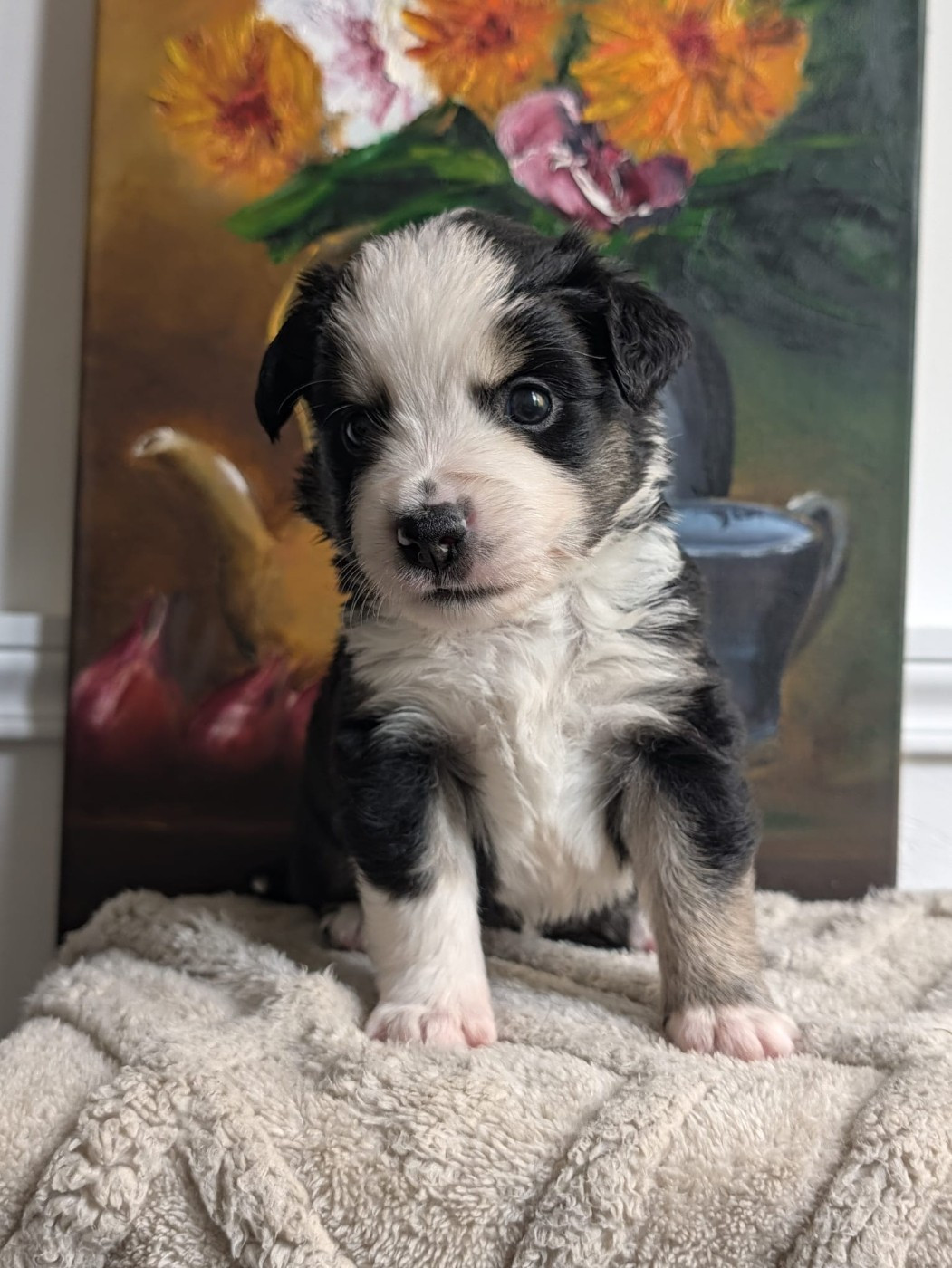 Of Sparkling River - Chiots disponibles - Berger Américain Miniature 