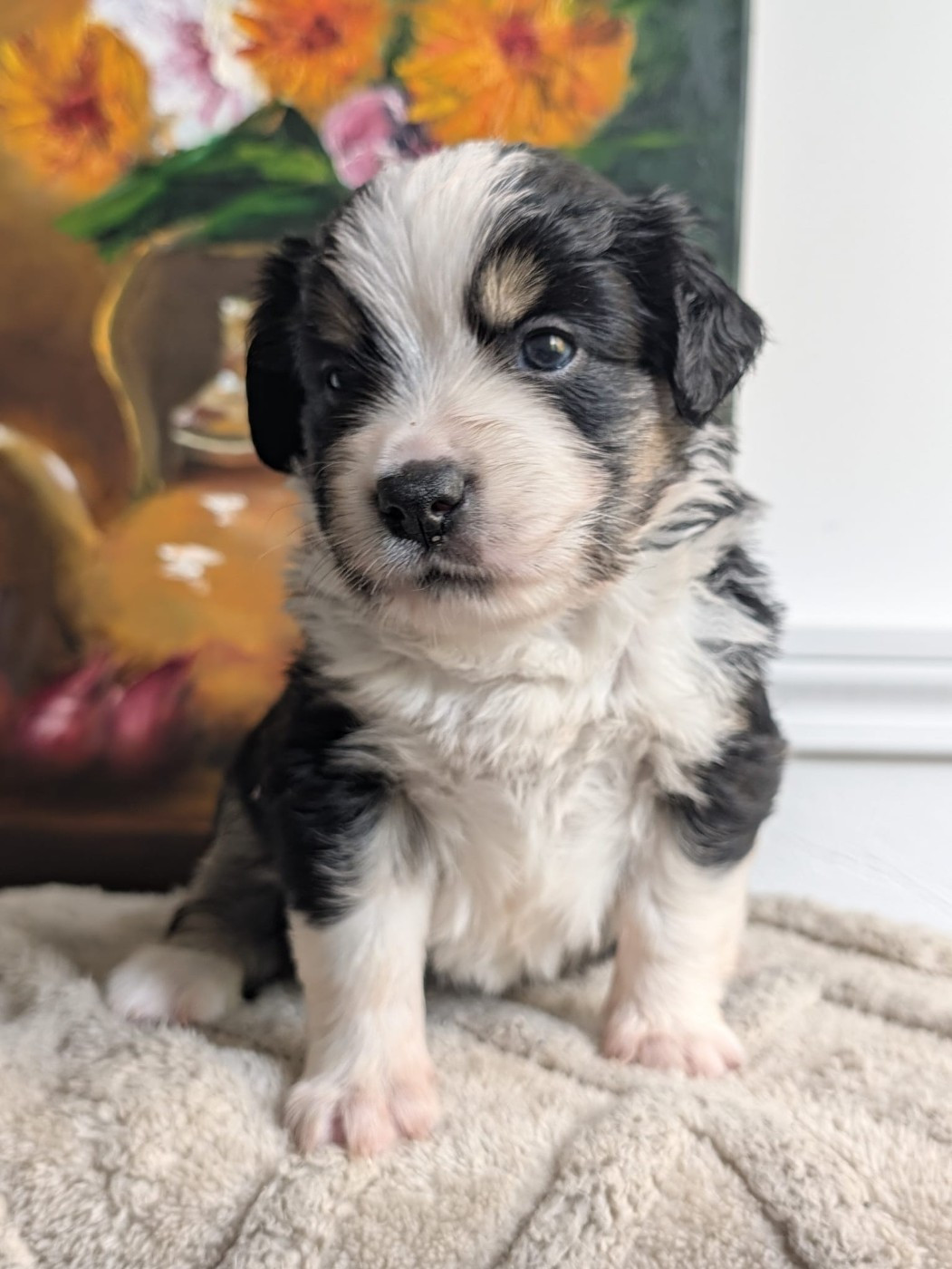 Of Sparkling River - Chiots disponibles - Berger Américain Miniature 