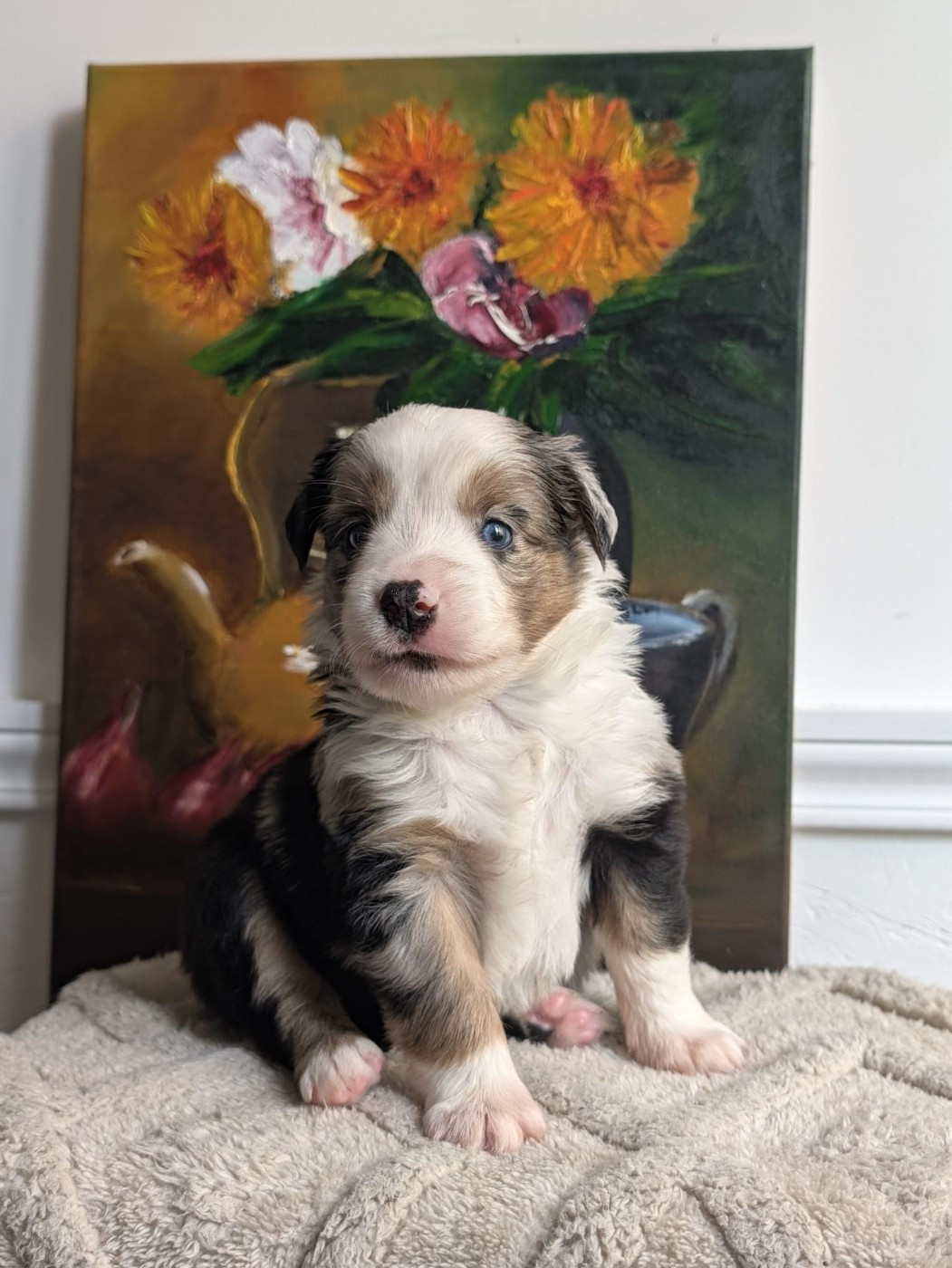 Of Sparkling River - Chiots disponibles - Berger Américain Miniature 
