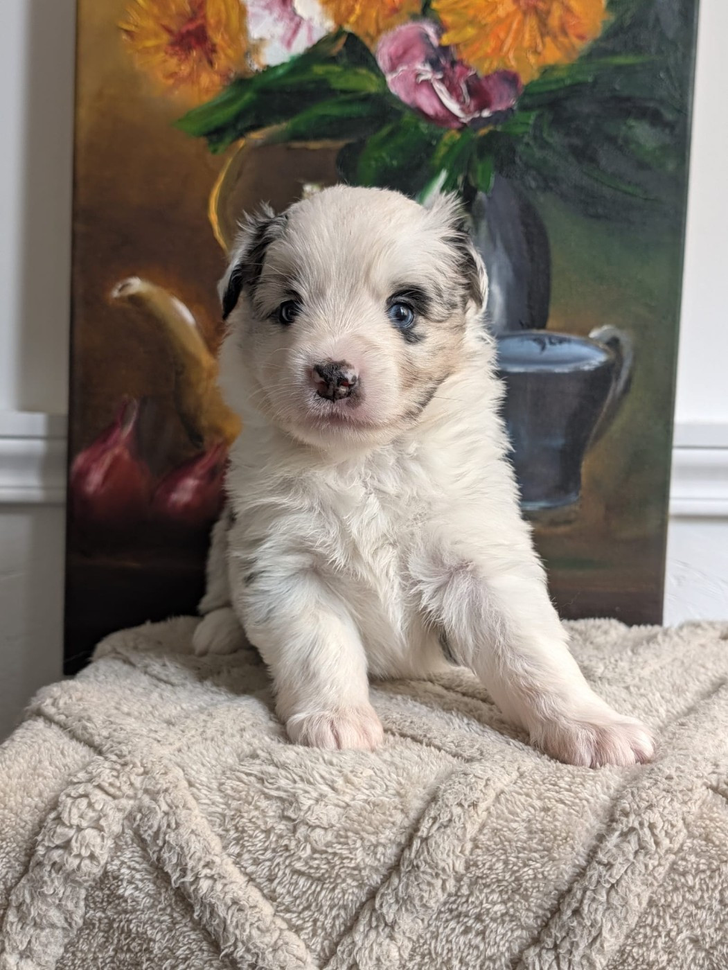 Of Sparkling River - Chiots disponibles - Berger Américain Miniature 