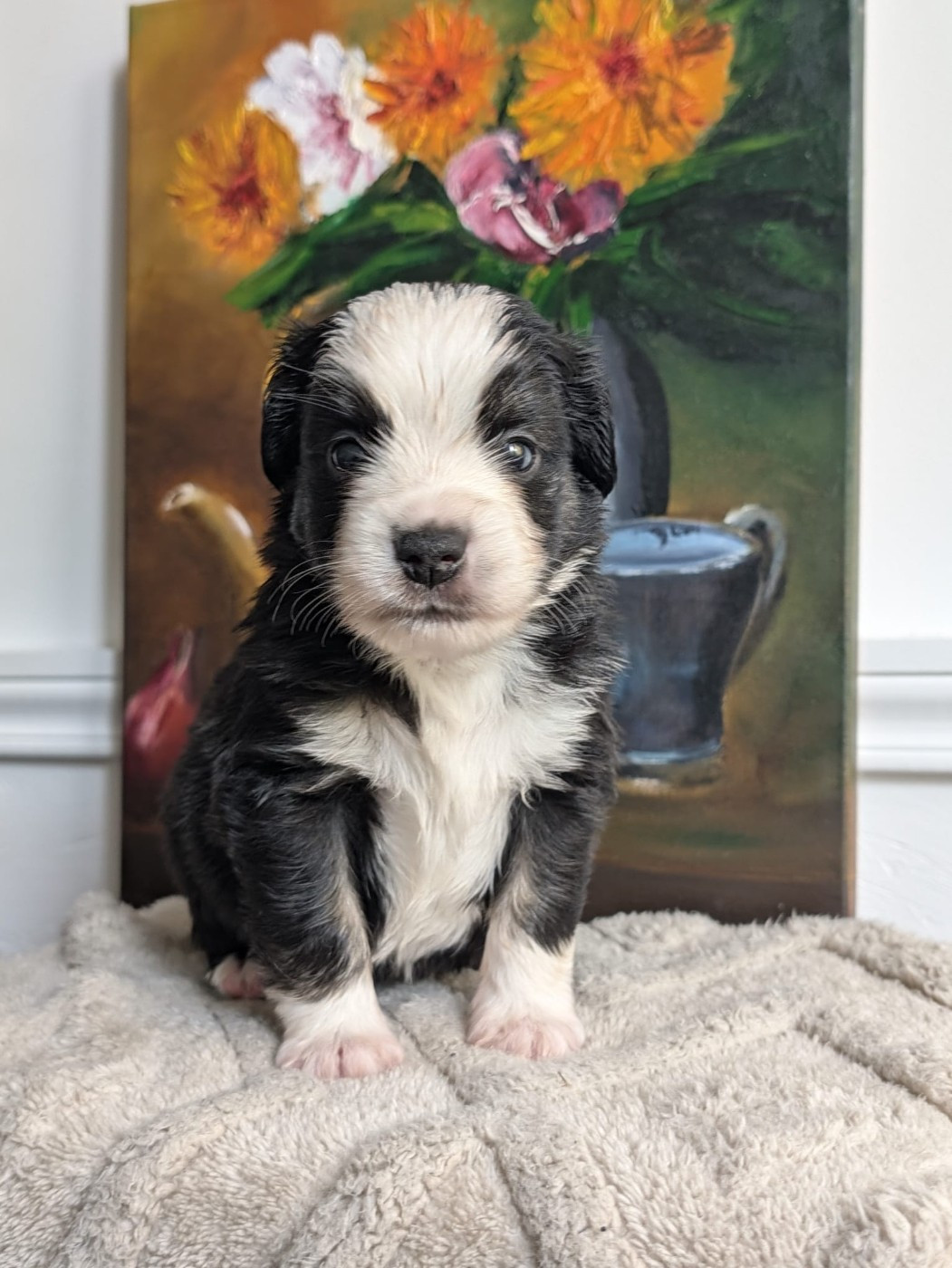 Of Sparkling River - Chiots disponibles - Berger Américain Miniature 