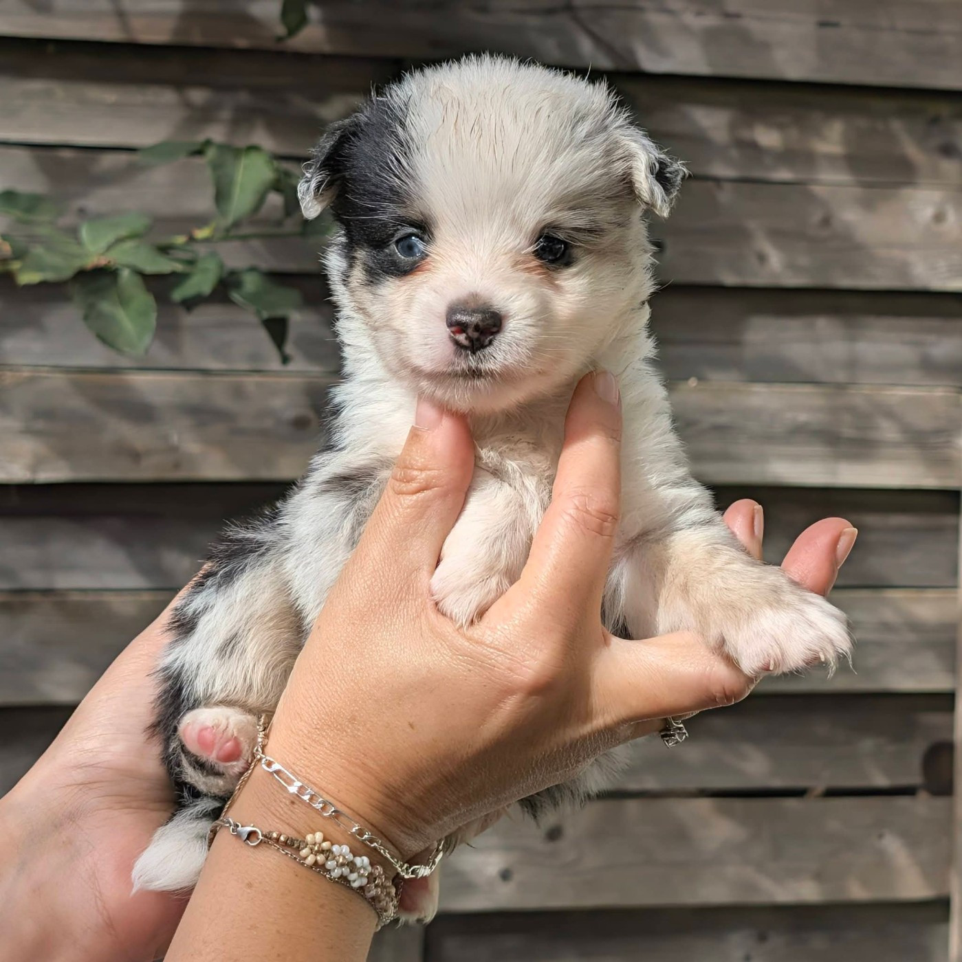 Of Sparkling River - Chiots disponibles - Berger Américain Miniature 