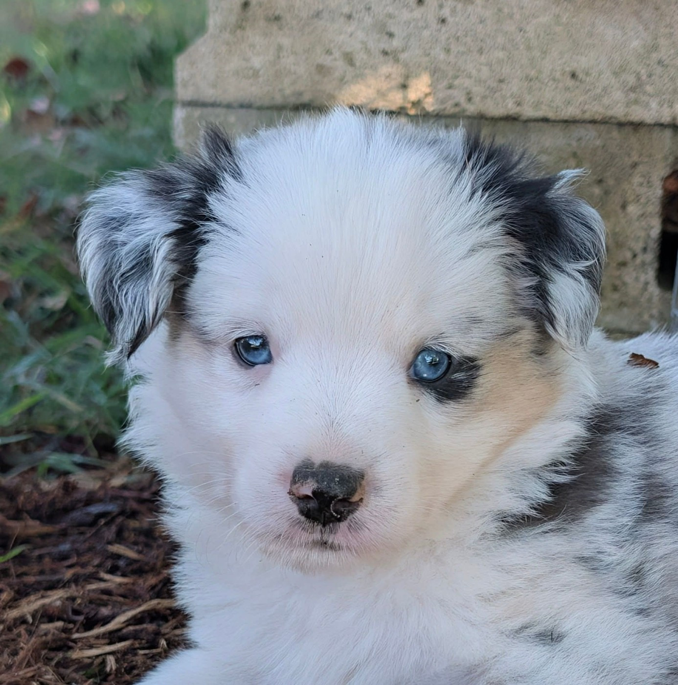 Of Sparkling River - Chiots disponibles - Berger Américain Miniature 