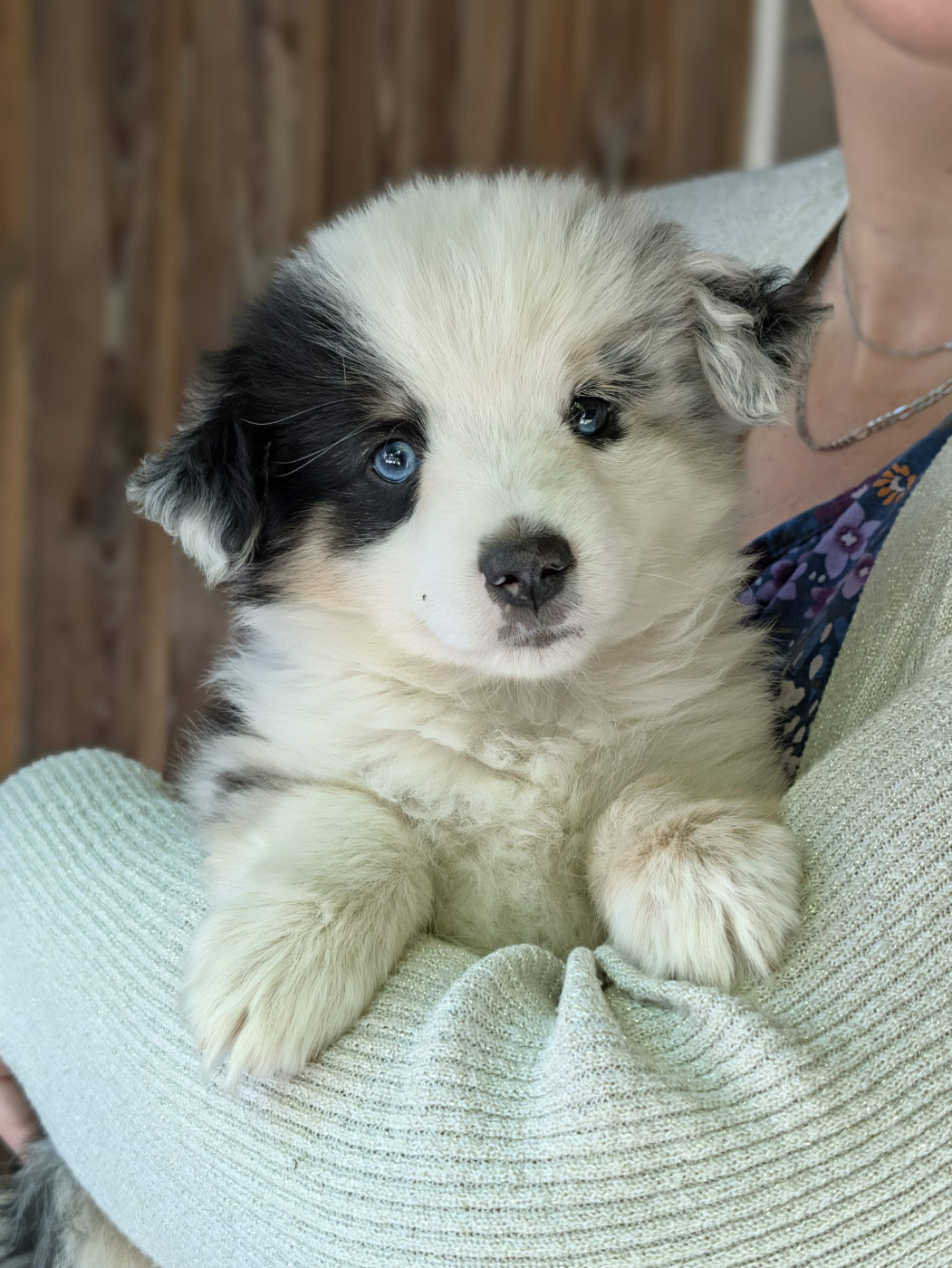 Of Sparkling River - Chiots disponibles - Berger Américain Miniature 