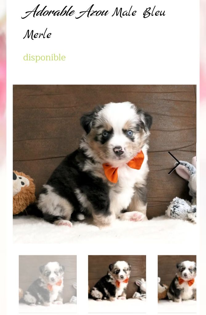 Of Sparkling River - Chiots disponibles - Berger Américain Miniature 