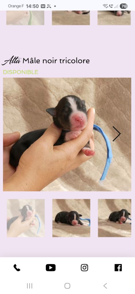 Of Sparkling River - Chiots disponibles - Berger Américain Miniature 