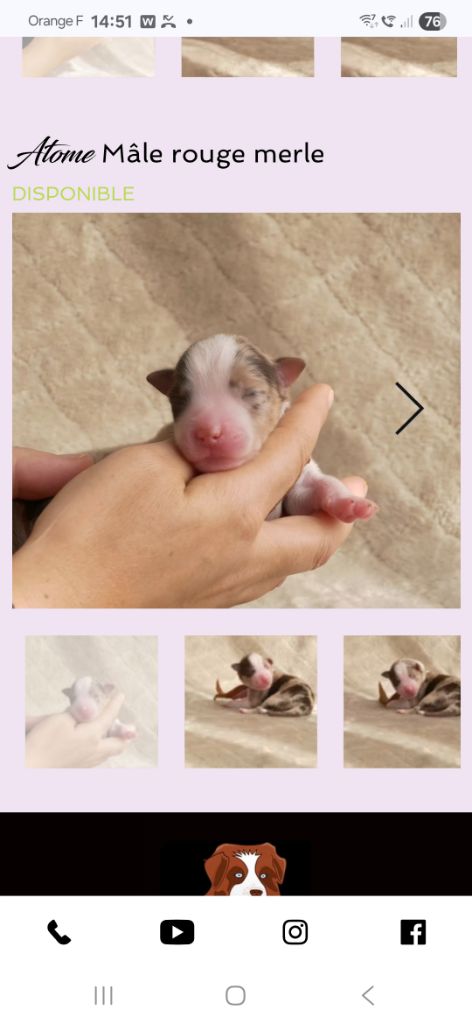 Of Sparkling River - Chiots disponibles - Berger Américain Miniature 