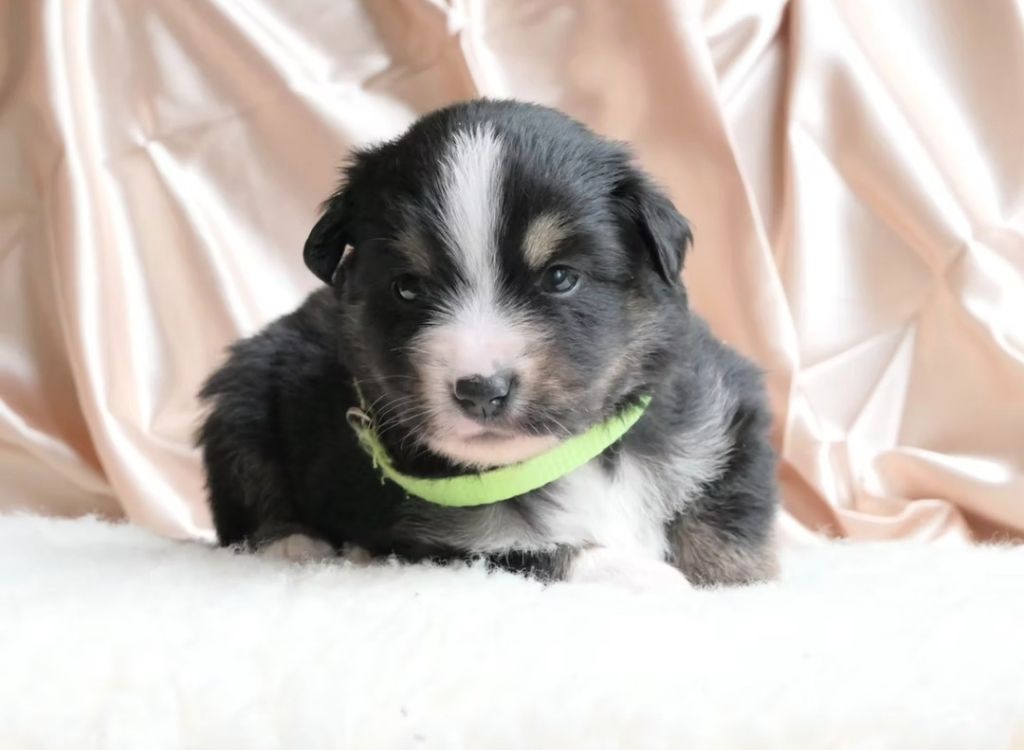 Of Sparkling River - Chiots disponibles - Berger Américain Miniature 