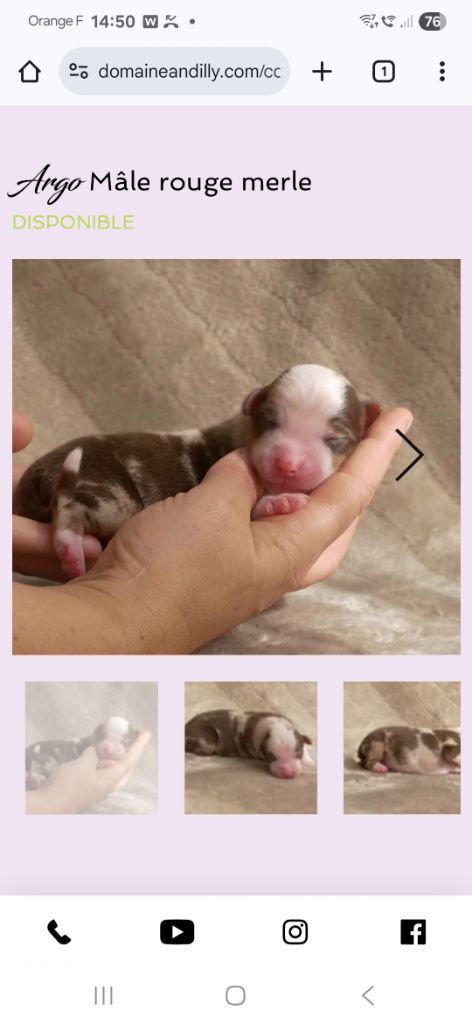Of Sparkling River - Chiots disponibles - Berger Américain Miniature 
