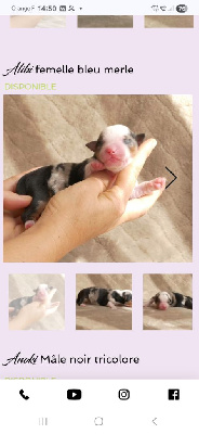 CHIOT