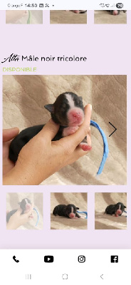 CHIOT