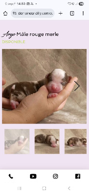 CHIOT