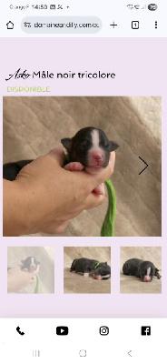 CHIOT