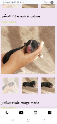CHIOT