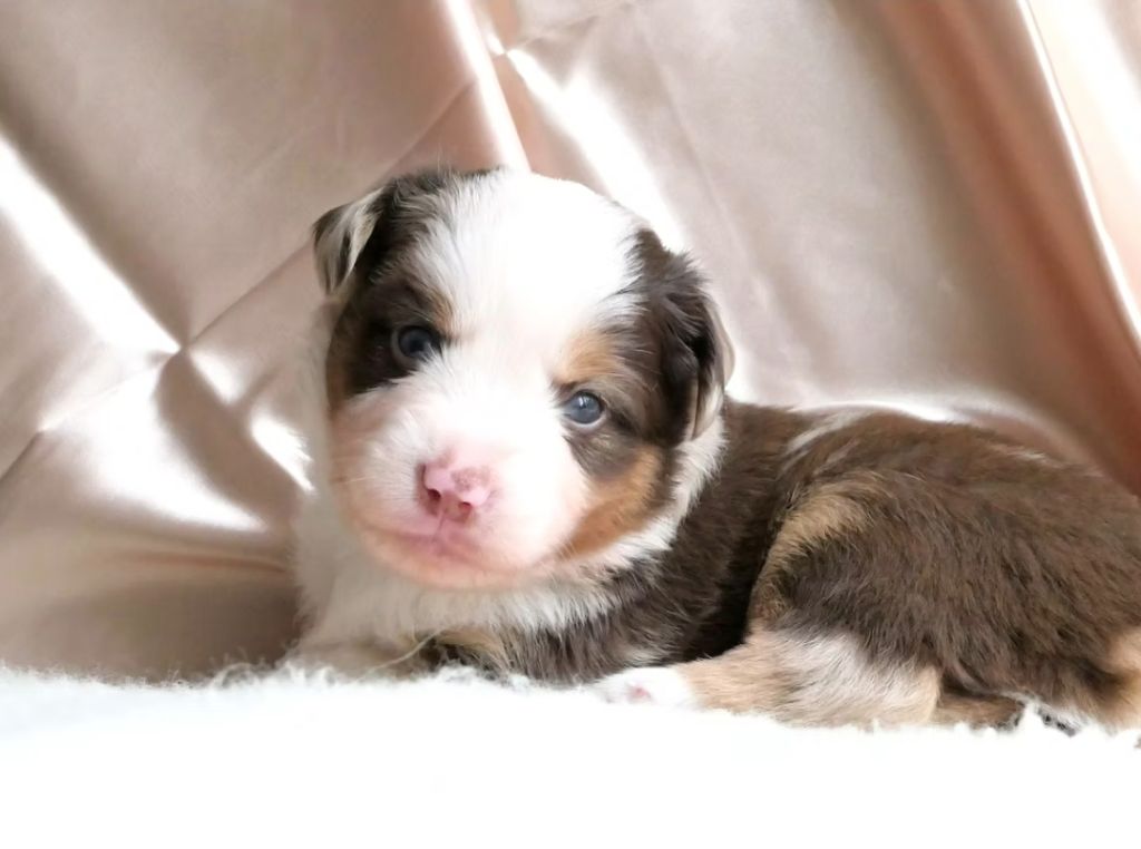 Of Sparkling River - Chiots disponibles - Berger Américain Miniature 