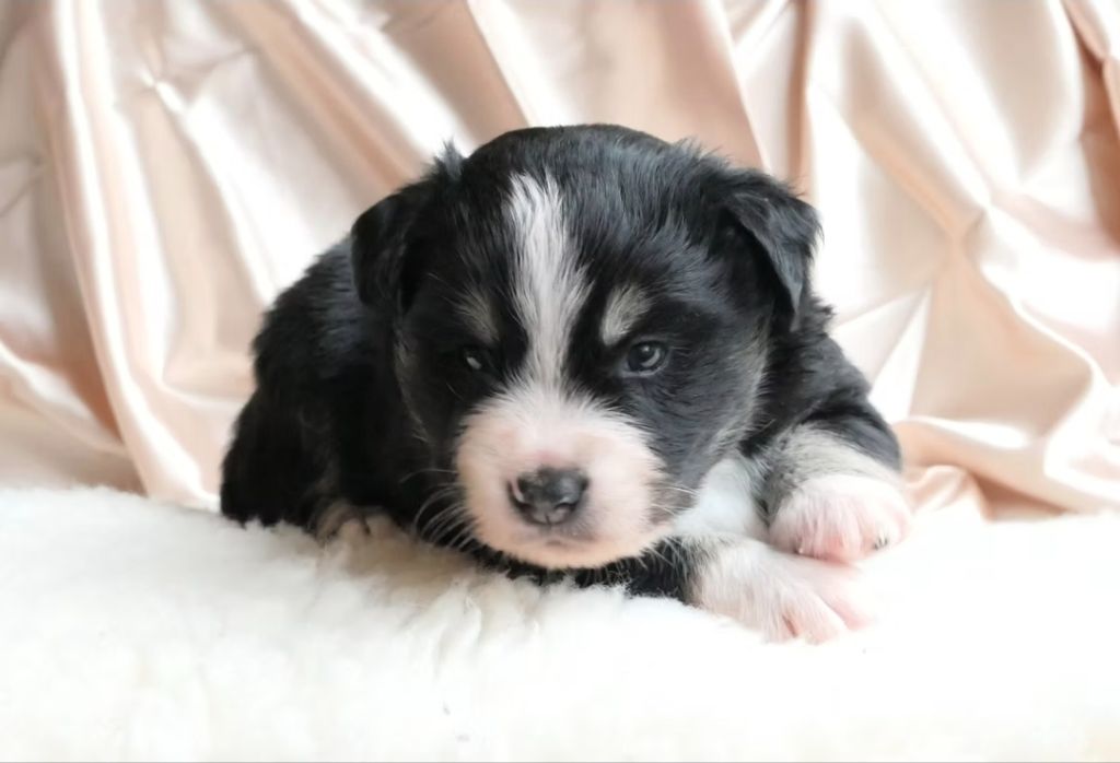 Of Sparkling River - Chiots disponibles - Berger Américain Miniature 