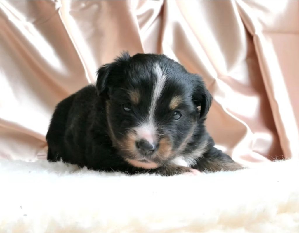 Of Sparkling River - Chiots disponibles - Berger Américain Miniature 