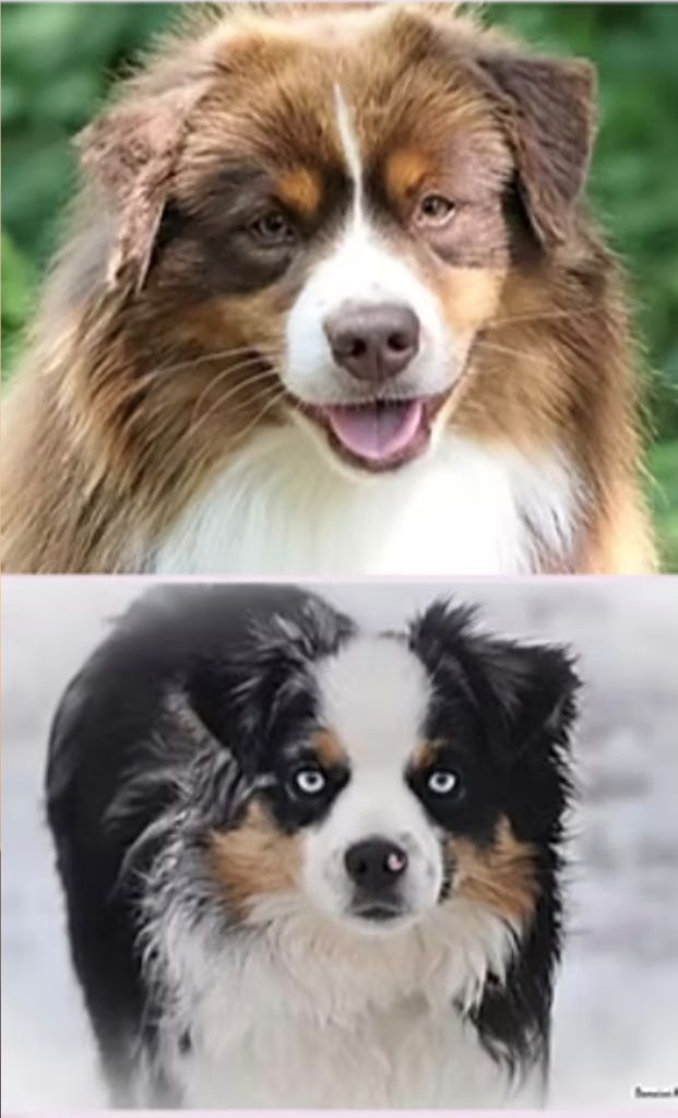 Of Sparkling River - Berger Américain Miniature - Portée née le 08/09/2025