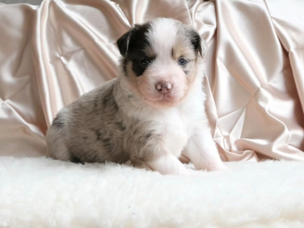 Of Sparkling River - Chiots disponibles - Berger Américain Miniature 