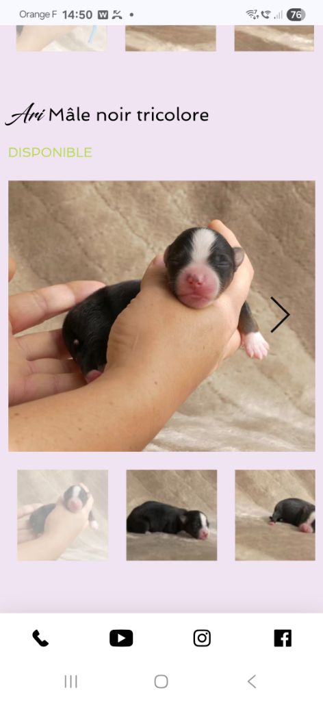 Of Sparkling River - Chiots disponibles - Berger Américain Miniature 
