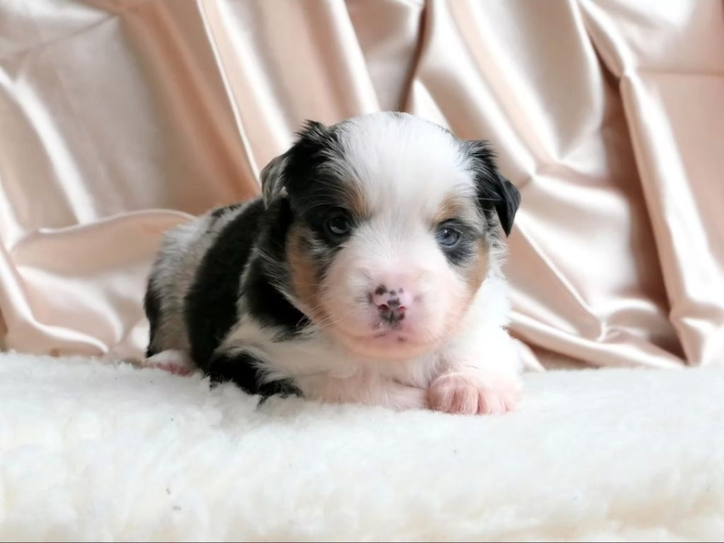 Of Sparkling River - Chiots disponibles - Berger Américain Miniature 
